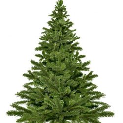 christmas-tree-1792267_640(1) christmas-tree-1792267_640(1)