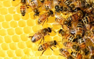 honey-bees-326337_1920 honey-bees-326337_1920